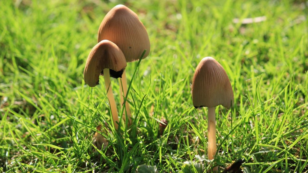 The Role of Magic Mushrooms in Modern Holistic Health