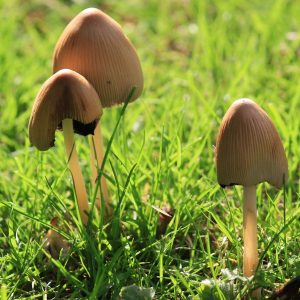 The Role of Magic Mushrooms in Modern Holistic Health