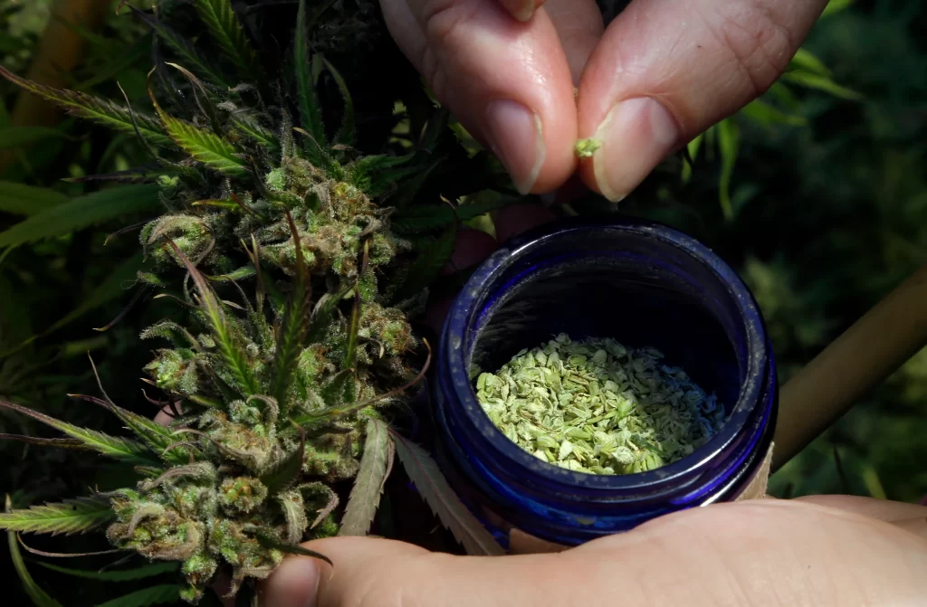 The Therapeutic Touch: Using THCA Flower for Skin Conditions