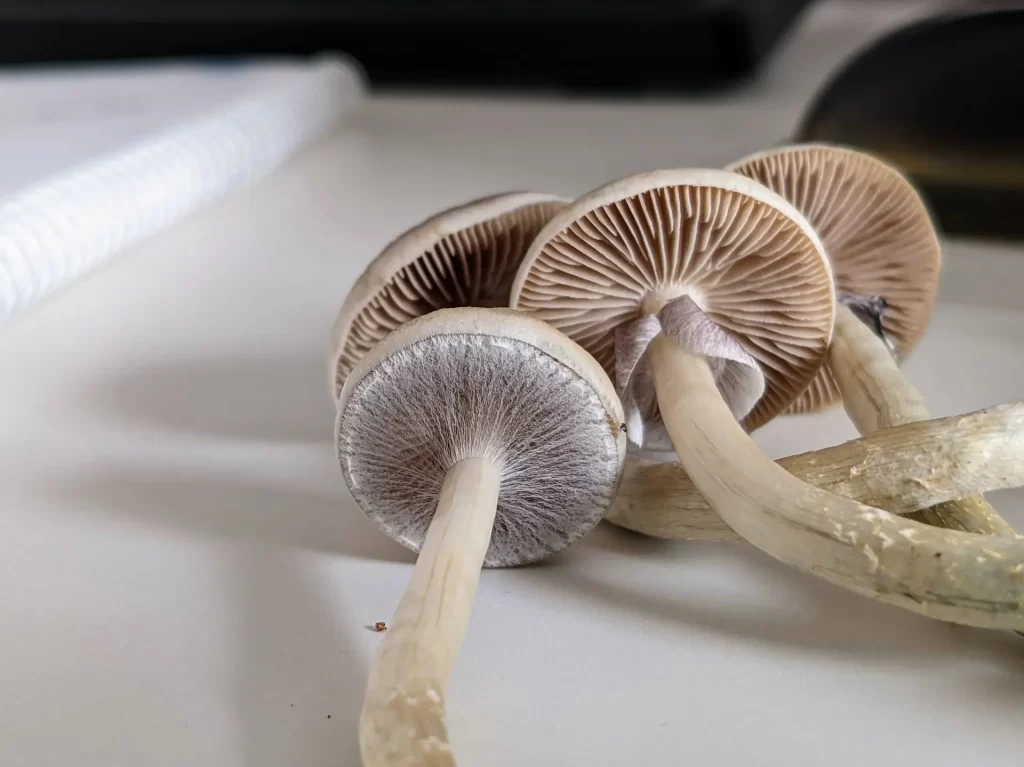 Improve Mental Resilience with Shrooms